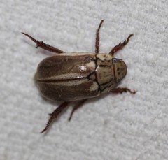 Anoplognathus abnormis