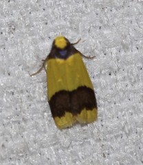 Heterallactis microchrysa