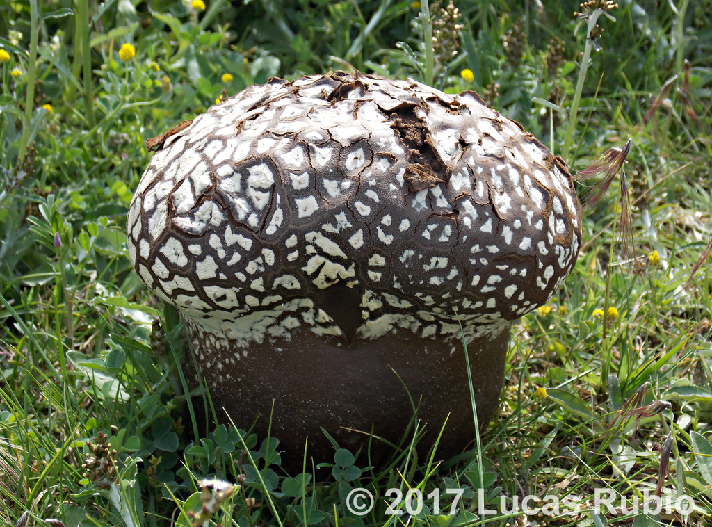 Calvatia cyathiformis · October 2017 · photo: © lrubio7 (iNaturalist, cc-by)