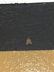 Aglossa pinguinalis