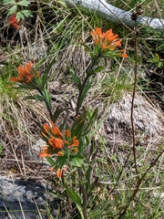 Castilleja hispida acuta