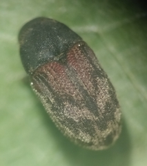 Hylesinus aculeatus