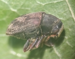 Hylesinus aculeatus