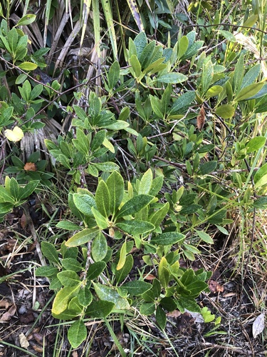 Yellow anisetree (Illicium parviflorum)
