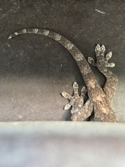Gekko japonicus