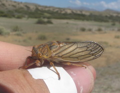 Calliopsida cinnabarina