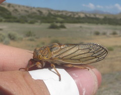 Calliopsida cinnabarina