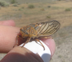 Calliopsida cinnabarina