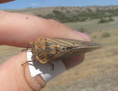 Calliopsida cinnabarina