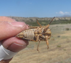 Calliopsida cinnabarina
