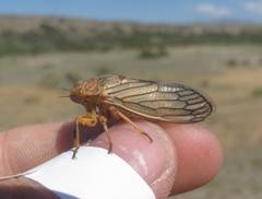 Calliopsida cinnabarina