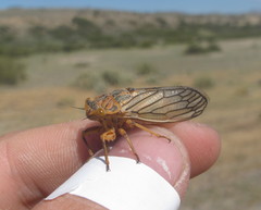 Calliopsida cinnabarina