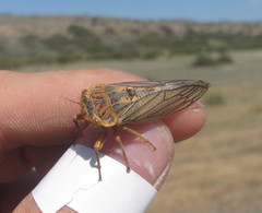 Calliopsida cinnabarina