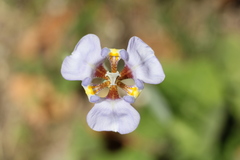 Phalocallis coelestis