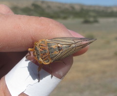 Calliopsida cinnabarina