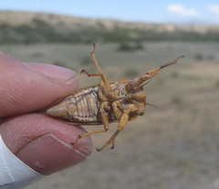 Calliopsida cinnabarina