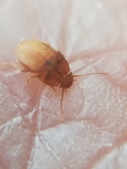 Leptinus testaceus