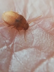 Leptinus testaceus