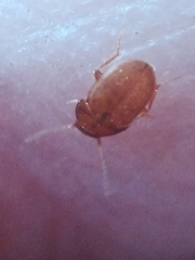 Leptinus testaceus