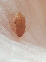 Leptinus testaceus