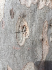 Tamopsis fickerti