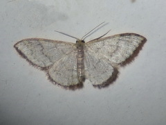 Idaea coercita