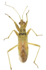 Nabis viridulus