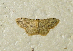 Scopula compensata