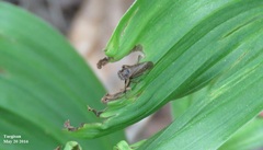 Diodontophorus