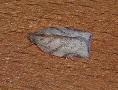 Euchaetis inceptella