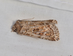 Ectopatria xerampelina