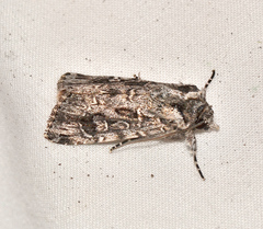 Ectopatria aspera
