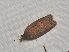Doleromima hypoxantha