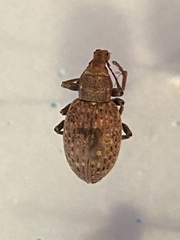 Trichalophus alternatus