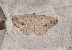 Taxeotis intermixtaria