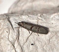 Scieropepla serina