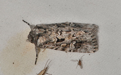 Ectopatria aspera
