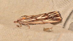 Rhynchopsota delogramma