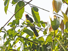 Chrysococcyx xanthorhynchus