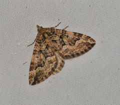 Epyaxa agelasta