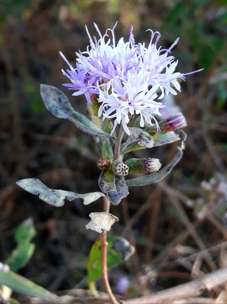 Vernonanthura squamulosa