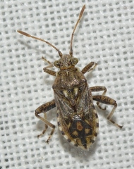 Stictopleurus synavei