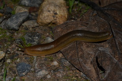 Geomalacus anguiformis