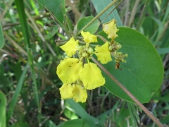 Stigmaphyllon bonariense