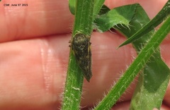 Takagia lugubris