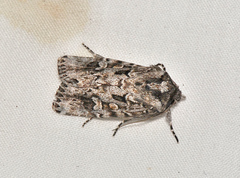 Ectopatria aspera