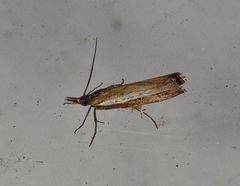 Ptochostola microphaeellus