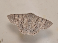 Crypsiphona tasmanica