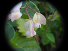 Begonia cucullata