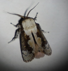 Mecytha fasciata